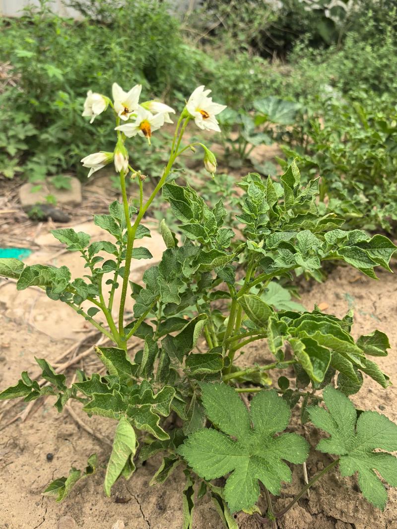 山西小米:传统与现代的完美碰撞
