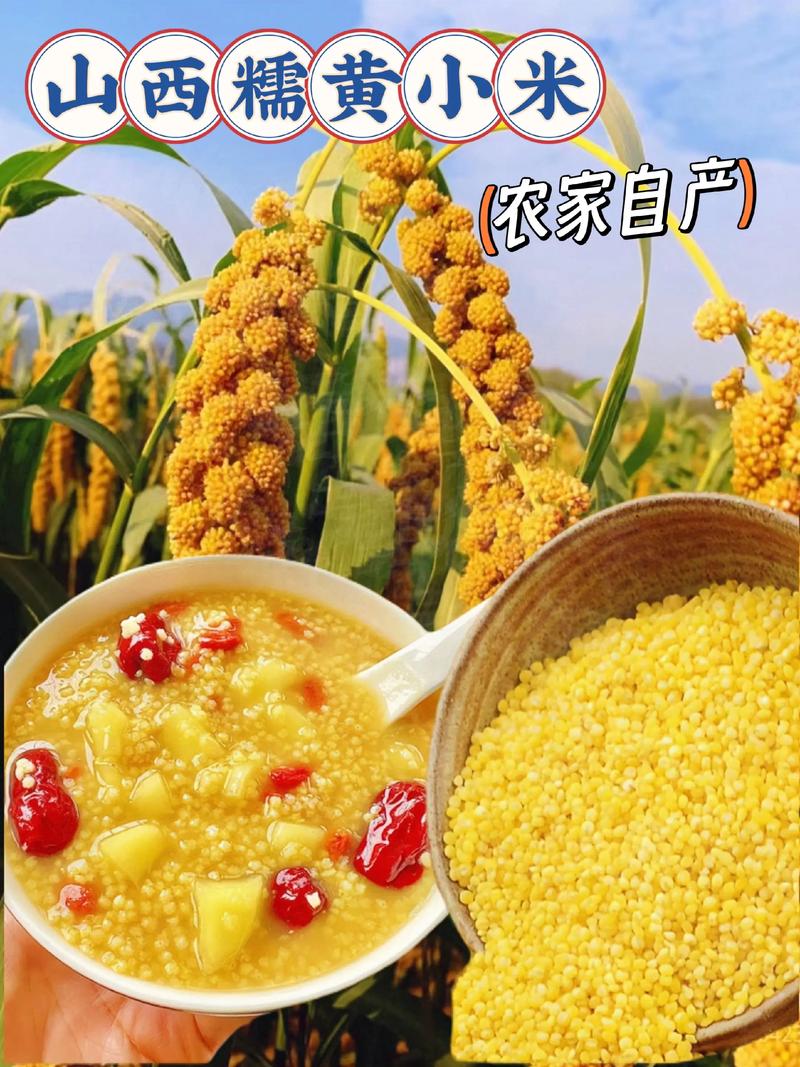 山西小米：一颗颗孕育希望的小种子